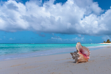 Obraz na płótnie Canvas conch seashell on the beach