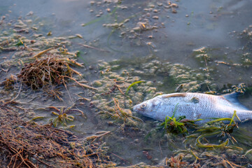 dead fish on pond in summer