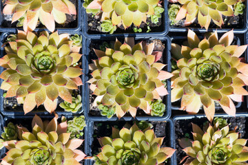pattern of succulents under daylight, deep shadows on a summer day
