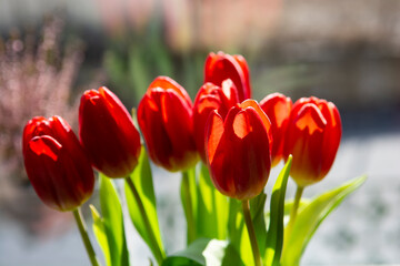 Bouquet of Red tulips (Tulipa) in the vase. Close up. Detail.