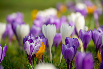 Obraz premium Group of crocus flowers in a field in Spring