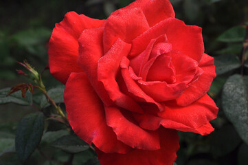 Red Rose