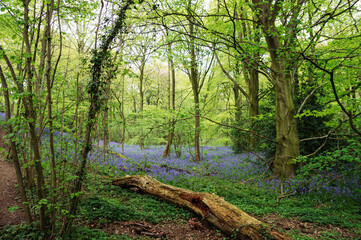 A patch of bluebell flowers growing in a forest