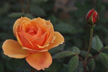 Yellow Rose of Texas