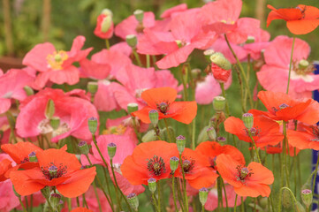 Poppies