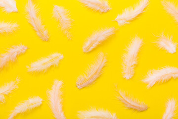 Close up to bright colorful feathers background. Colored feather background, top view