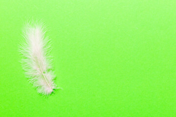 background of brightly colored dyed bird feathers on Colored background, top view. Copy space