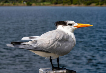 Royal Tern