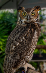 Barred Owl