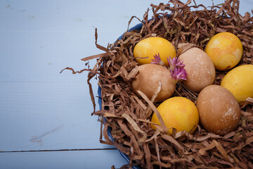 Brown, yellow Easter eggs in nest on blue wooden background. Eggs colored with turmeric, coffee, tea. Close up shot, copy space