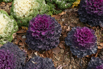 Brassica oleracea acephala
