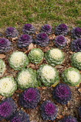Brassica oleracea acephala