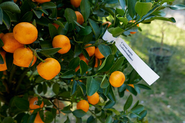 Citrus mitis 