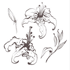 Lily flowers drawing illustration vector and clip art