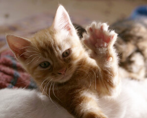 Cute adorable ginger says hi baby kitten portrait shot