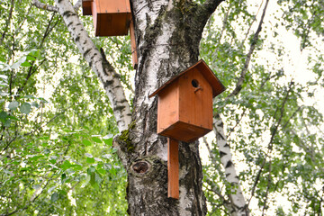 birdhouses on birch tree trunk on green leaves and sky background, close-up