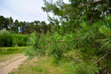 pine tree branch on forest path and forest line background, close-up © Irina
