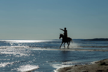 a horse with a rider on the Volga, taken with a contour light