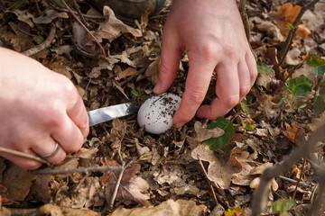 Close up of mushroom-pickers hands with knife cutting fresh champignon mushrooms in the forest on dry autumn leaves background.