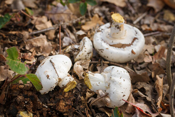 Cut fresh champignons heap on dry leaves. Autumn seasonal mushrooms hunting. Vegetarian food alternative. Close up