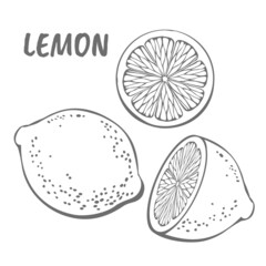 Lemon on a white background. Template for design works. Vector illustration in the style of engraving.