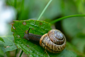 A snail on a green leaf