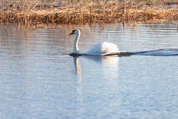 graceful white swan swimming on a lake with dark green water. The white swan is reflected in the water. The mute swan, Cygnus olor