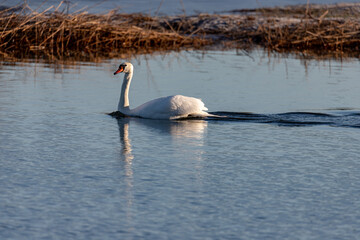 A mute swan Cygnus olor swimming on a blue lake in Winter. The swan is in threat posture, driving off last years young from the lake
