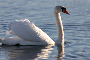 Fototapeta na wymiar A mute swan Cygnus olor swimming on a blue lake in Winter. The swan is in threat posture, driving off last years young from the lake