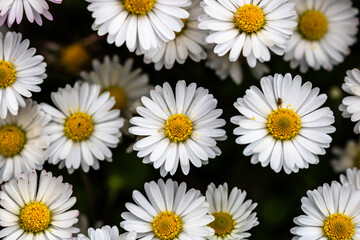 Bellis perennis flower. Daisy blooms in spring © Vlad Ispas