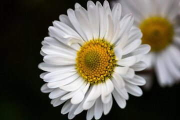 Bellis perennis flower. Daisy blooms in spring © Vlad Ispas