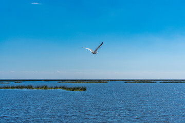Fototapeta na wymiar A Solo Bird Flying Over Lake