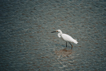 Snowy Egret walking in shallow water.