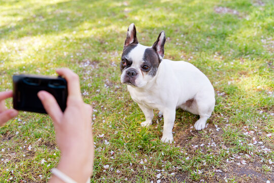 High angle view of unrecognizable person taking a picture of dog in the park. Horizontal top view of french bulldog posing sit for snapshot photography. Animals and people lifestyle.