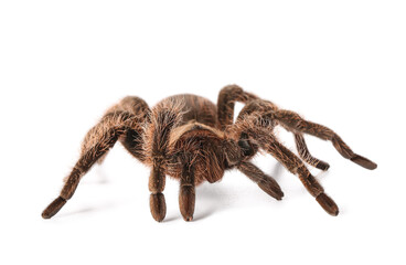 Scary tarantula spider on white background