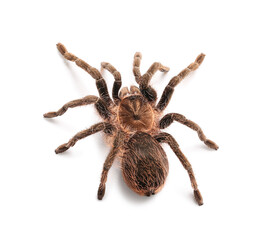 Scary tarantula spider on white background - obrazy, fototapety, plakaty