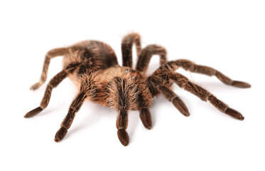 Scary tarantula spider on white background