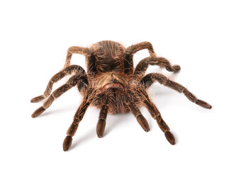 Scary tarantula spider on white background