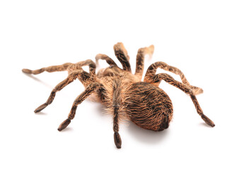 Scary tarantula spider on white background
