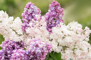 bouquet of lilacs in a jug. spring. lilac