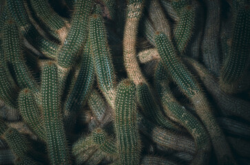 Maraña de Cactus  - obrazy, fototapety, plakaty