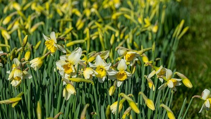 daffodils in spring