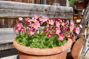 Fototapeta na wymiar Pretty blooming pink flowers in clay pot on wooden bench at old farmhouse.