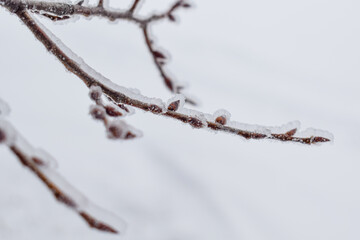 Tree branch covered by ice
