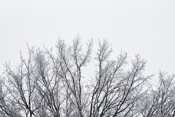 Winter tree on white sky background