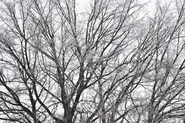 Winter tree branches on white sky background