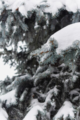 Christmas tree sprinkled with snow. Spruce covered by snow