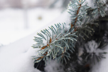 Christmas tree sprinkled with snow. Spruce covered by snow