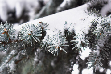 Christmas tree sprinkled with snow. Spruce covered by snow