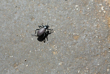 Palo Verde beetle